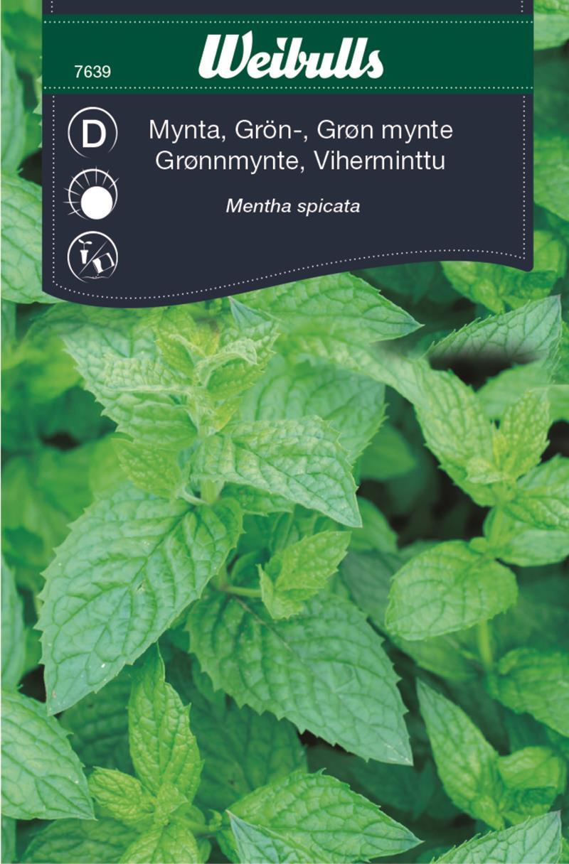 7639 Mynta, grön   Mentha spicata - 3