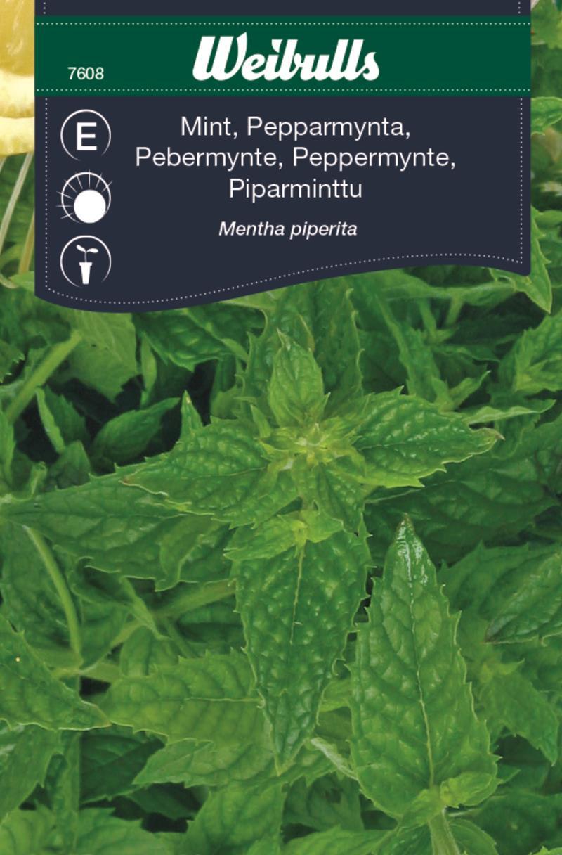 7608 Mynta, peppar   Mentha piperita - 3