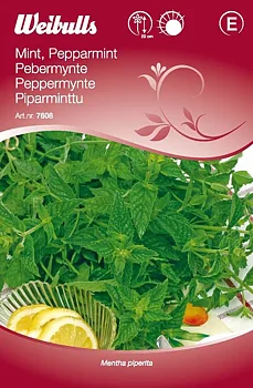 7608 Mynta, peppar   Mentha piperita