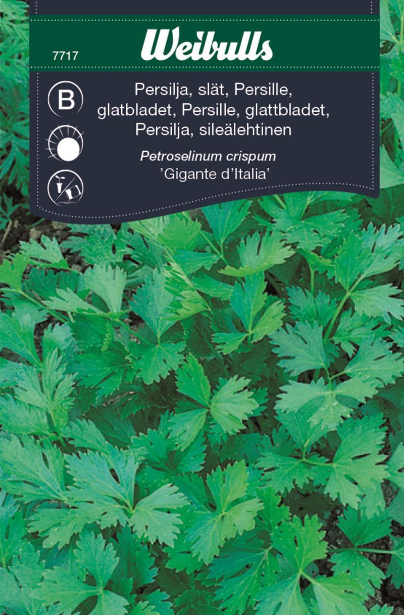 7717 Persilja slätbladig    Petroselinum crispum - 3