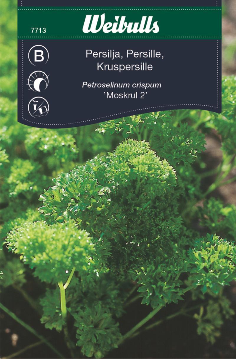 7713 Persilja, krus-  Petroselinum crispum