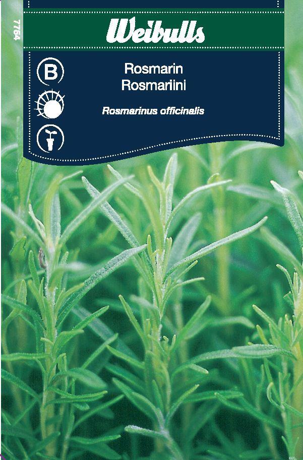 7754 Rosmarin  Rosmarinus officinalis