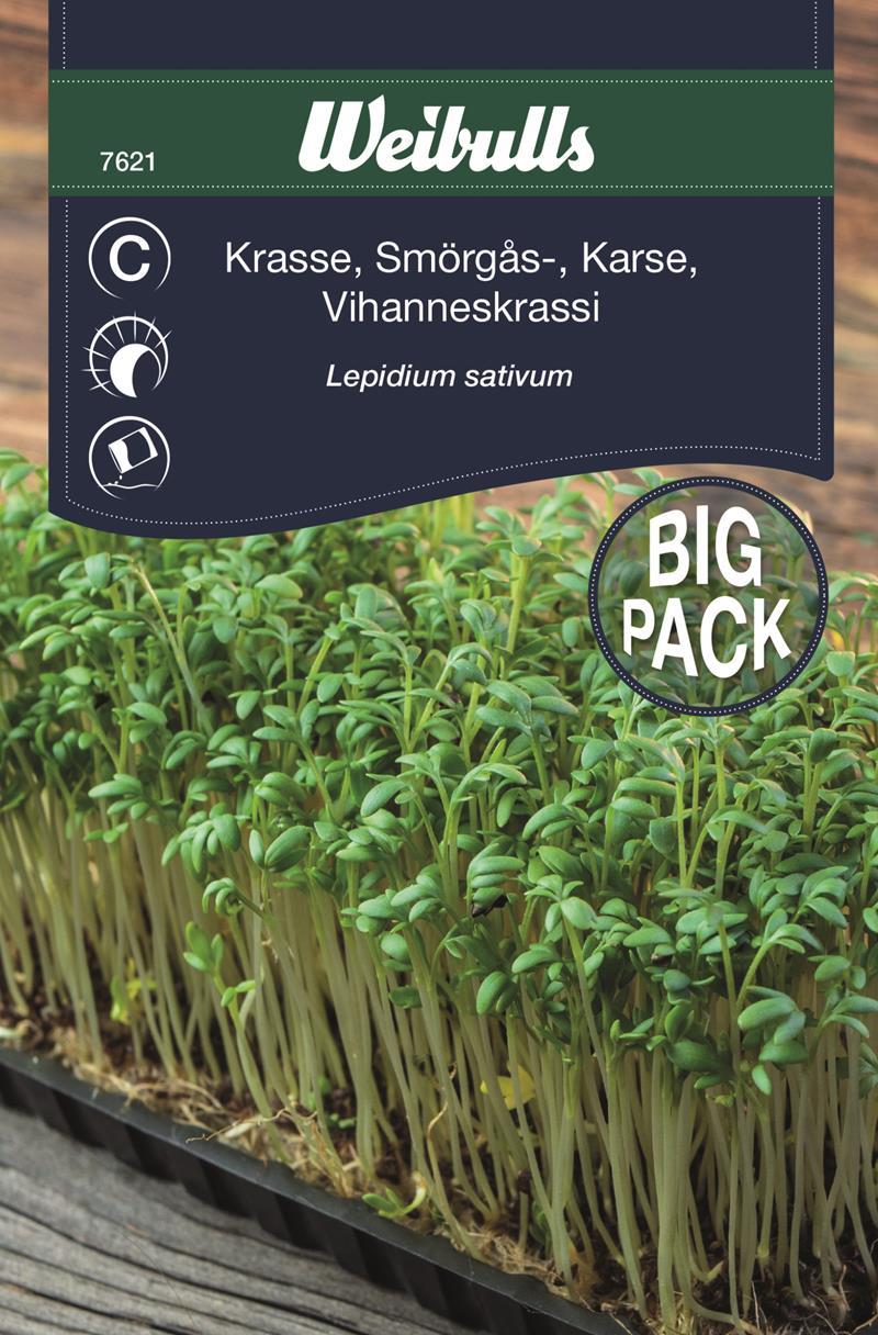 7621 Smörgåskrasse Storport.   Lepidium sativum - 3