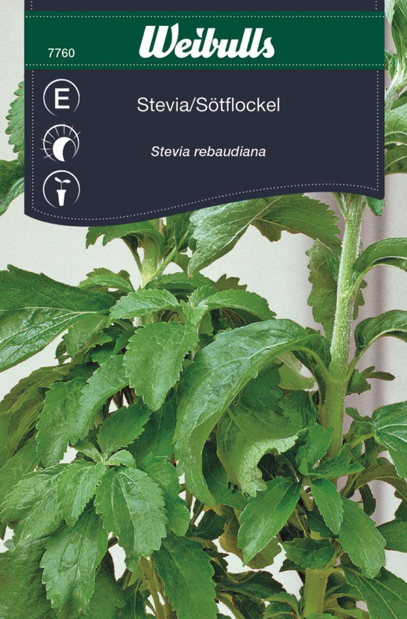 7760 Stevia, Sötflockel    Stevia rebaudiana - 3