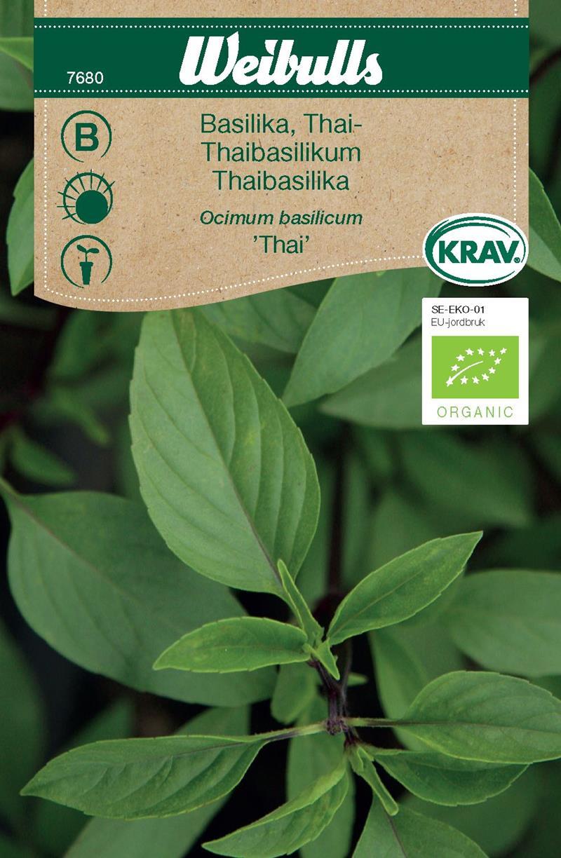 7680 Basilika, thai  Ocimum basilicum