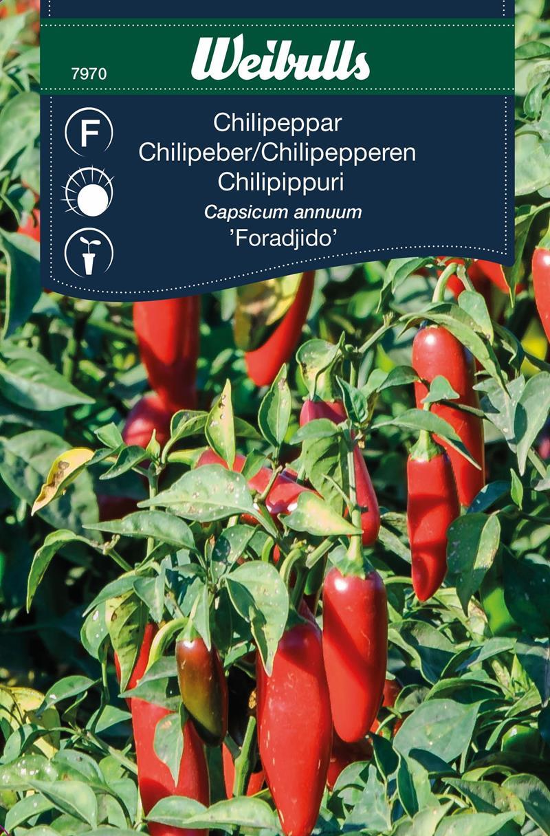 7970 Chili  Capsicum frutescens