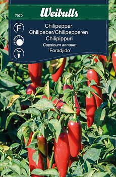 7970 Chili  Capsicum frutescens