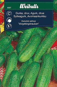 8027 Gurka, frilands  Cucumis Sativus - Vorgebirgstrauben
