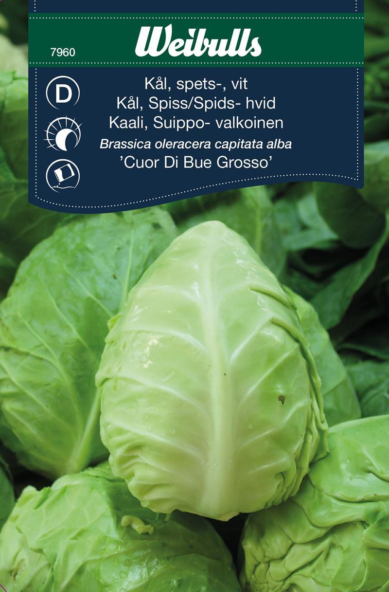 7960 Kål, Spets- Brassica oleracea capitata alba