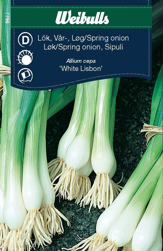 7796, Lök, piplök White Lisbon   Allium cepa