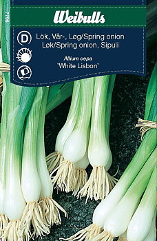 7796, Lök, piplök White Lisbon   Allium cepa