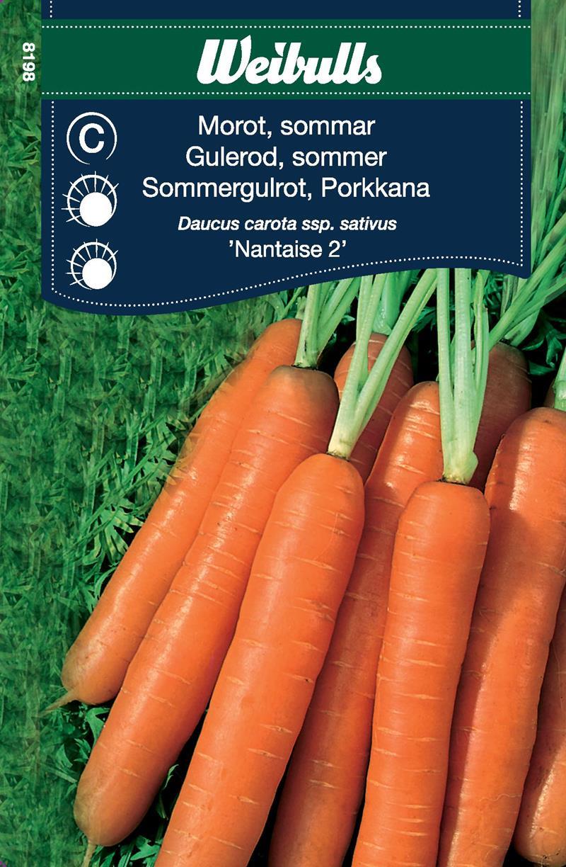 8198 Morot Sommar (orange)  Daucus carota ssp. sativus