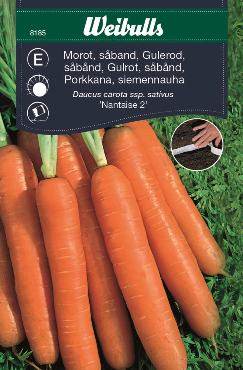 8185 Morot såband, sommar (orange)  Daucus carota ssp. sativus