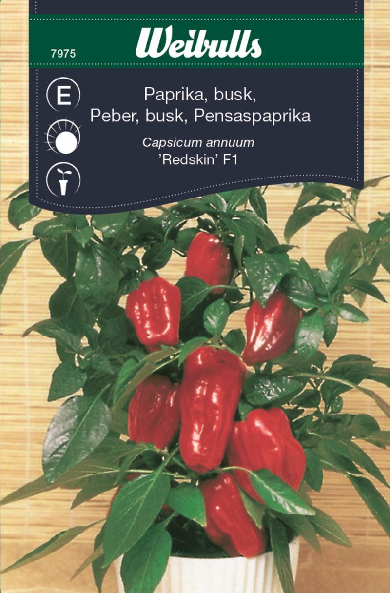 7975 Paprika busk   Capsicum annuum