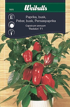 7975 Paprika busk   Capsicum annuum