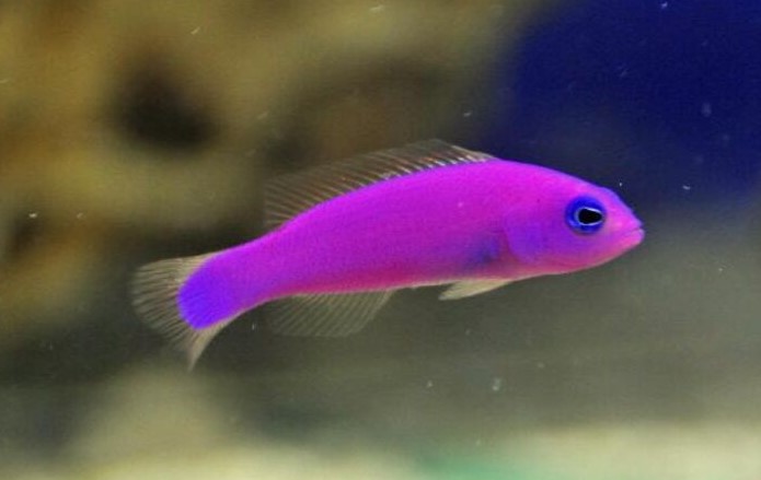 Pictichromis porphyrea (reef safe)