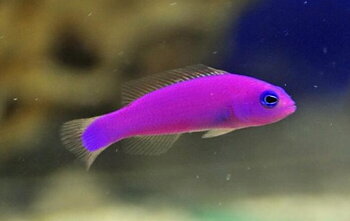 Pictichromis porphyrea (reef safe)