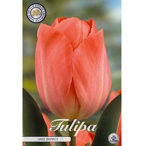 Tulpan HANS BRINKER 10 st tulpanlökar. Darwin hybrid