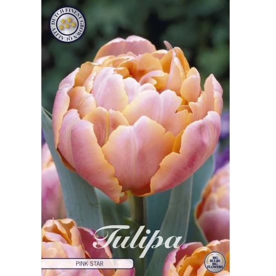 Tulpan PINK STAR 7 st tulpanlökar
