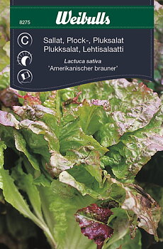 8275 Plocksallat   Lactuca sativa