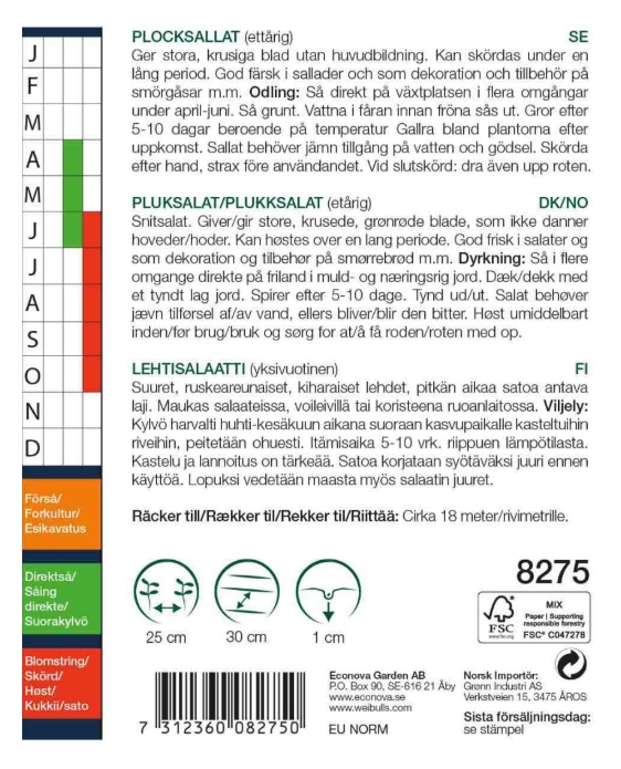 8275 Plocksallat   Lactuca sativa - 2