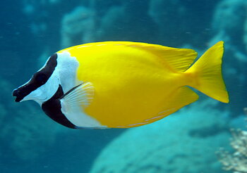 Siganus vulpinus (reef safe)