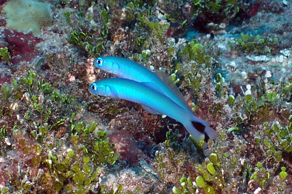 ptereleotris heteroptera (reef safe)