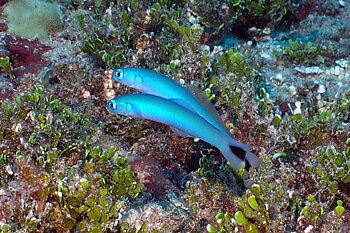 ptereleotris heteroptera (reef safe)