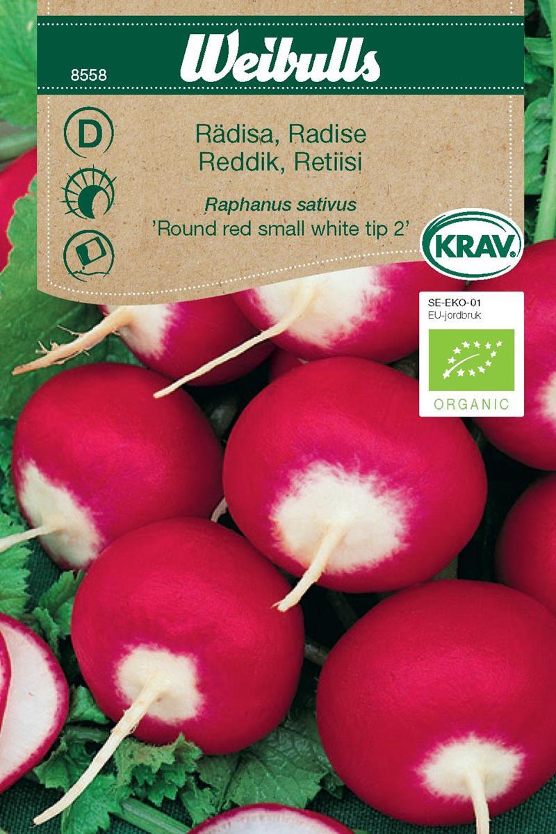 8558 Weibulls Rädisa KRAV Rond rose à bout blanc 2  Raphanus sativus
