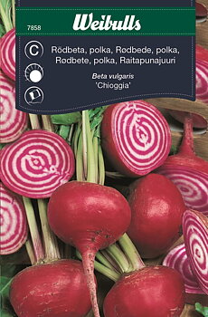 7858, Rödbeta Chioggia Polkabet (röd / vit)   Beta vulgaris