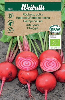 7859 Rödbeta, Polka   Beta vulgaris