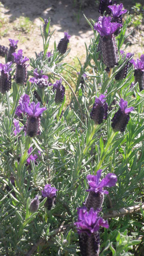 Spansk/Fransk Lavendel 