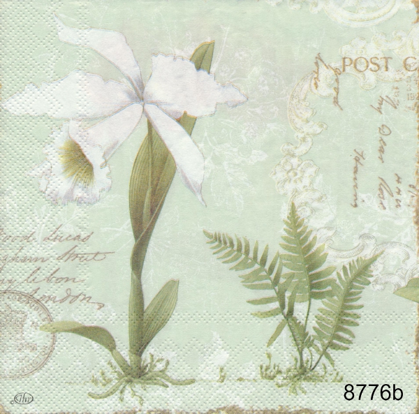 Orkide´(olika motiv) - 2
