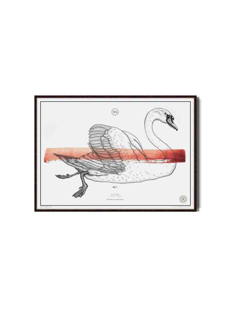 R GRAPHIQUE Le Cygne  