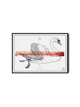 R GRAPHIQUE Le Cygne  