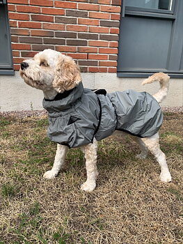 Record K-2 functioncoat for dogs with fleecepadding - Sage Green (Gray)