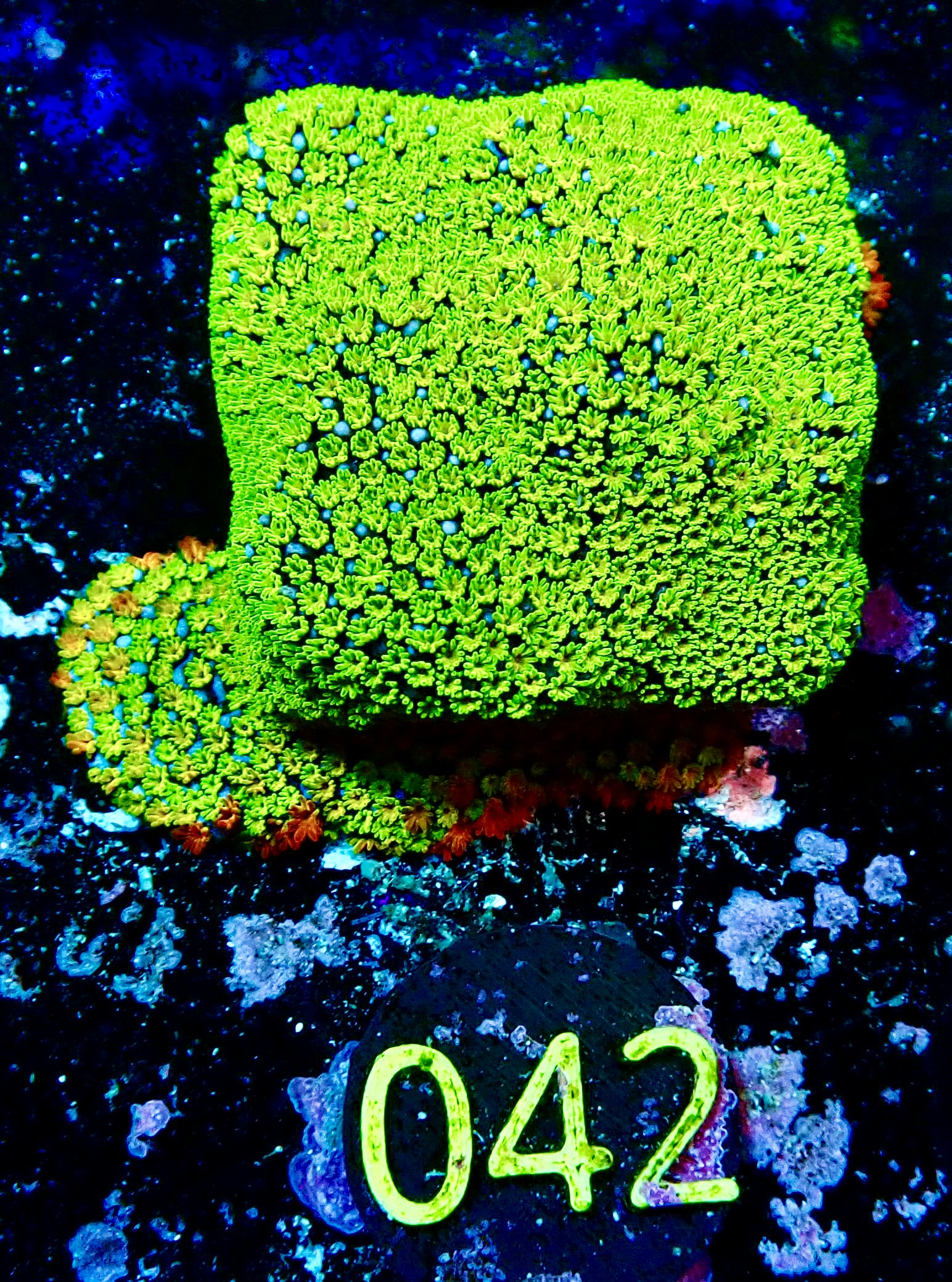 Montipora Sunset