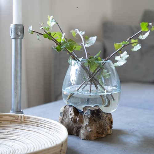 Skål i glas på trädrot