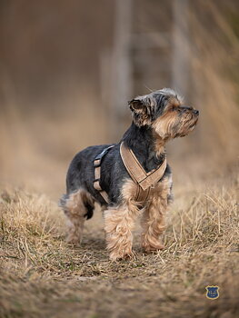 Gustaf & Evita Hundsele Pro Sammet Mocca