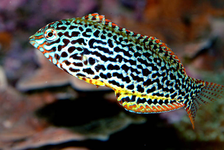 Macropharyngodon meleagris