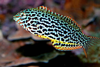 Macropharyngodon meleagris