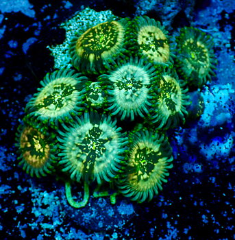 Zoanthus spp. Hawaiian People Eater