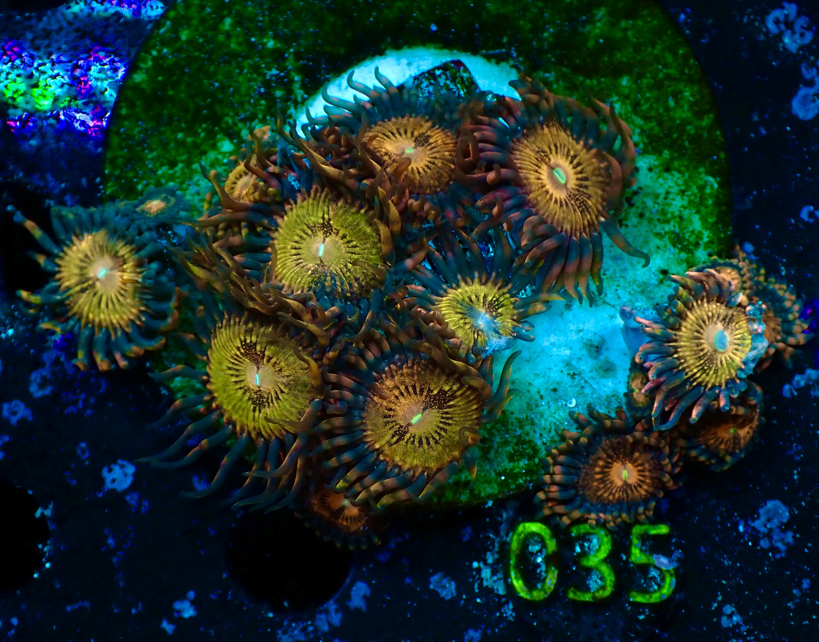 Zoanthus spp. Halle Berry