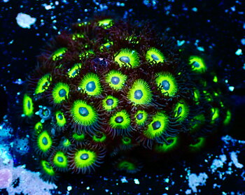 Zoas candy apple