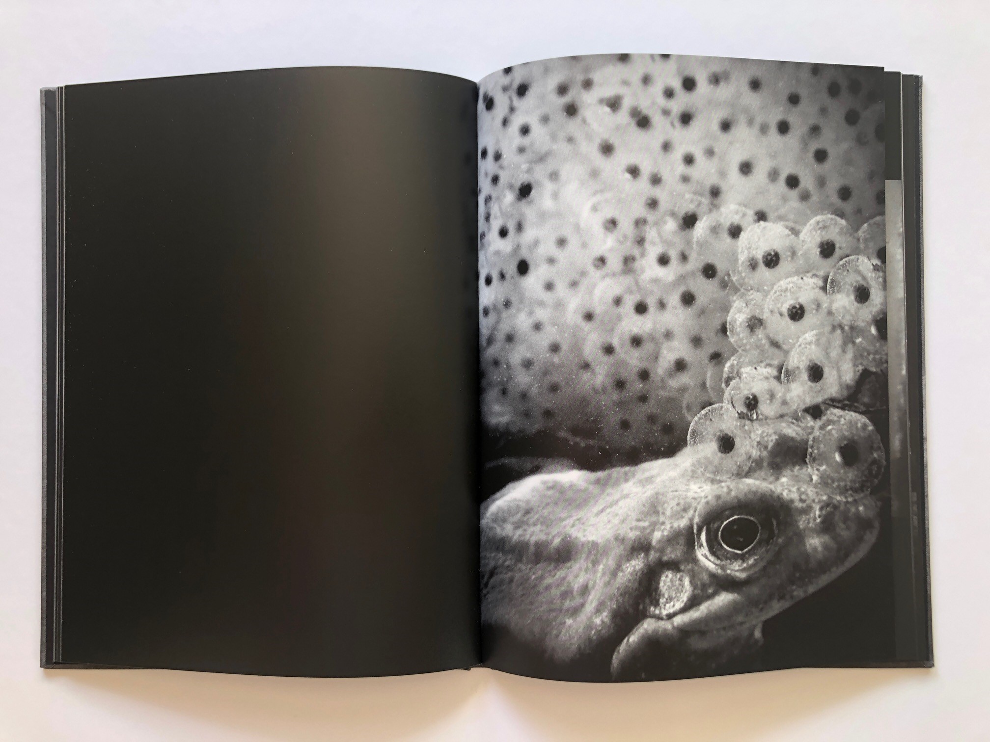 Malin Gezelius  - Amplexus - 4