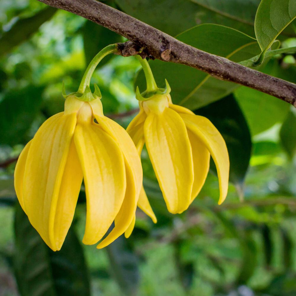 Kusmi Bouquet of Flowers No 108 Ekologisk Plåtburk 100 gram Tekungen.se