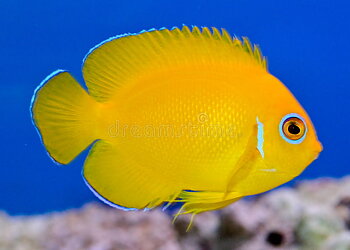 Centropyge Flavissima