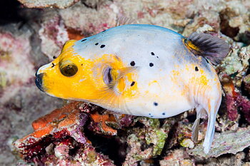 Arothron nigropunctatus Yellow spot