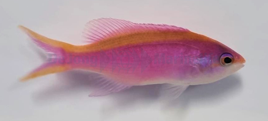 Pseudanthias Tuka (reef safe)