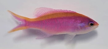 Pseudanthias Tuka (reef safe)
